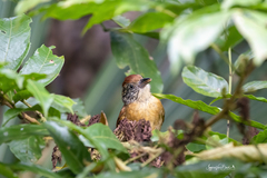 Thamnophilus doliatus