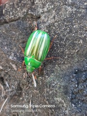Chrysina adelaida