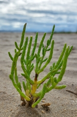 Salicornia