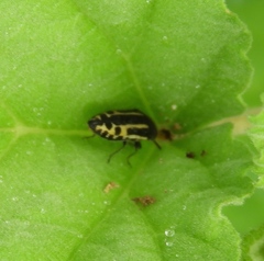 Acmaeodera scalaris