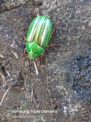 Chrysina adelaida
