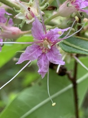 Decodon verticillatus