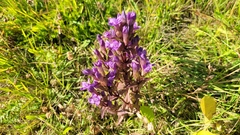 Gentianella campestris
