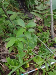 Aronia arbutifolia