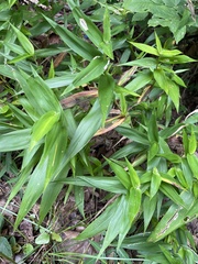 Dichanthelium latifolium