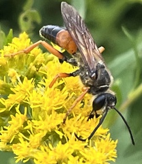 Sphex ichneumoneus
