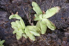 Pinguicula