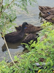 Anas platyrhynchos domesticus