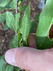 Eriophyes emarginatae