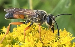 Sphex ichneumoneus