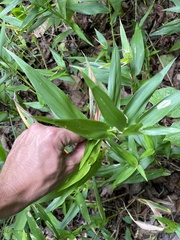 Dichanthelium latifolium