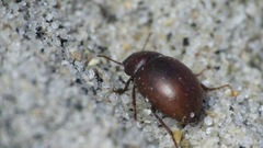 Coelus globosus