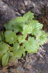 Boykinia occidentalis