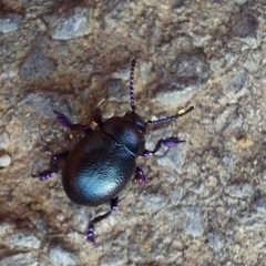 Chrysomelinae