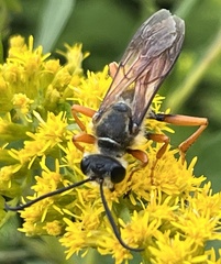 Sphex ichneumoneus