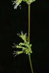 Silene otites