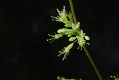 Silene otites