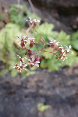 Boykinia occidentalis