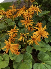 Ligularia dentata