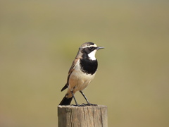 Oenanthe pileata pileata