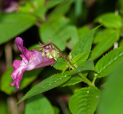 Impatiens glandulifera