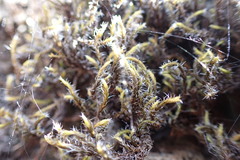 Racomitrium