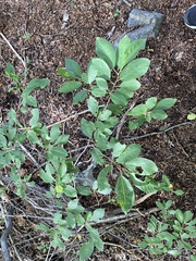 Eriophyes emarginatae