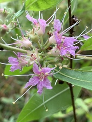 Decodon verticillatus