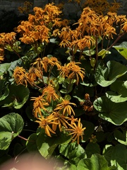 Ligularia dentata