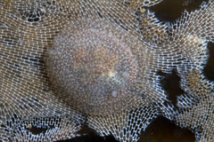 Corambe pacifica