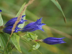 Gentiana asclepiadea
