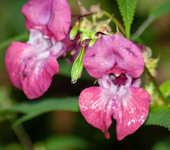 Impatiens glandulifera