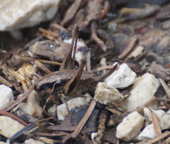 Pholidoptera griseoaptera