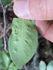 Eriophyes emarginatae