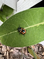 Labidomera clivicollis