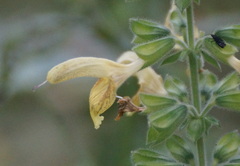 Salvia glutinosa
