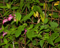 Impatiens glandulifera