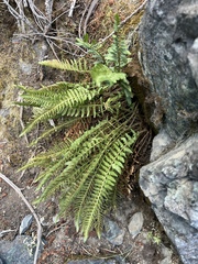 Polystichum scopulinum