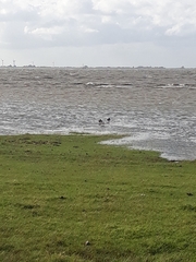 Haematopus ostralegus