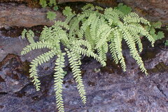 Adiantum aleuticum