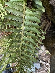 Polystichum scopulinum