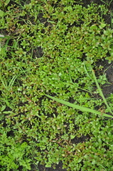 Lythrum portula