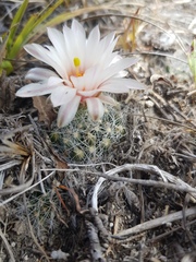 Mammillaria zephyranthoides