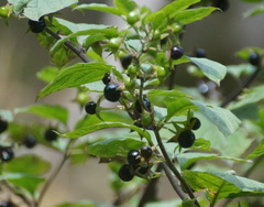 Atropa belladonna