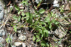 Rubus ursinus