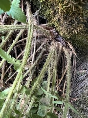 Polystichum scopulinum