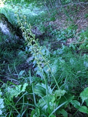 Neottia ovata