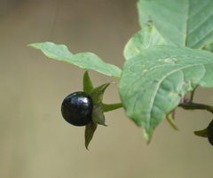 Atropa belladonna