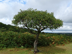 Frangula alnus