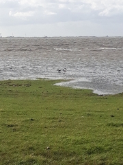 Haematopus ostralegus